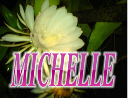 Arti Nama MICHELLE dan Daftar Wanita Terkenal  Namafb.com